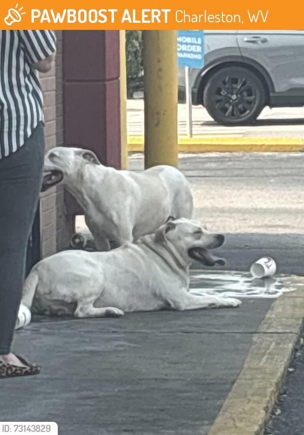 Found/Stray Unknown Dog last seen Wendy’s Parking Lot in KC, Charleston, WV 25304