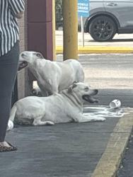 Found/Stray Unknown Dog last seen Wendy’s Parking Lot in KC, Charleston, WV 25304