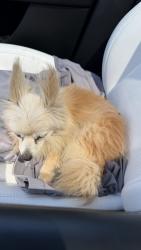 Reunited Female Dog last seen Dolores st, Antioch, CA 94509