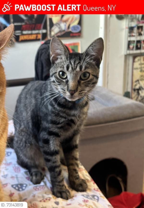 Lost Male Cat last seen Near St & 11th Avenue, Queens, NY 11357