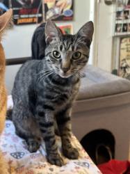 Lost Male Cat last seen Near St & 11th Avenue, Queens, NY 11357
