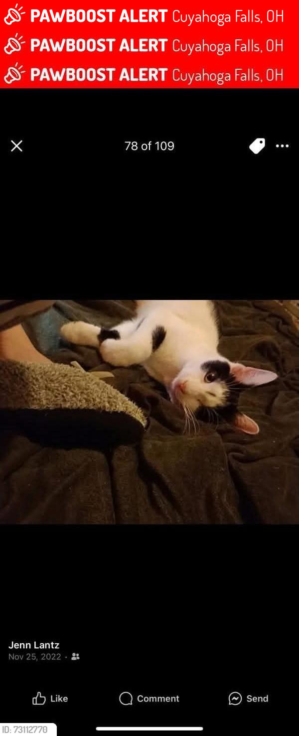 Lost Male Cat last seen Stone st and portage tra, Cuyahoga Falls, OH 44221