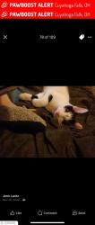 Lost Male Cat last seen Stone st and portage tra, Cuyahoga Falls, OH 44221