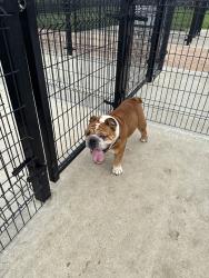 Found/Stray Male Dog last seen West greens rd, Houston, TX 77069