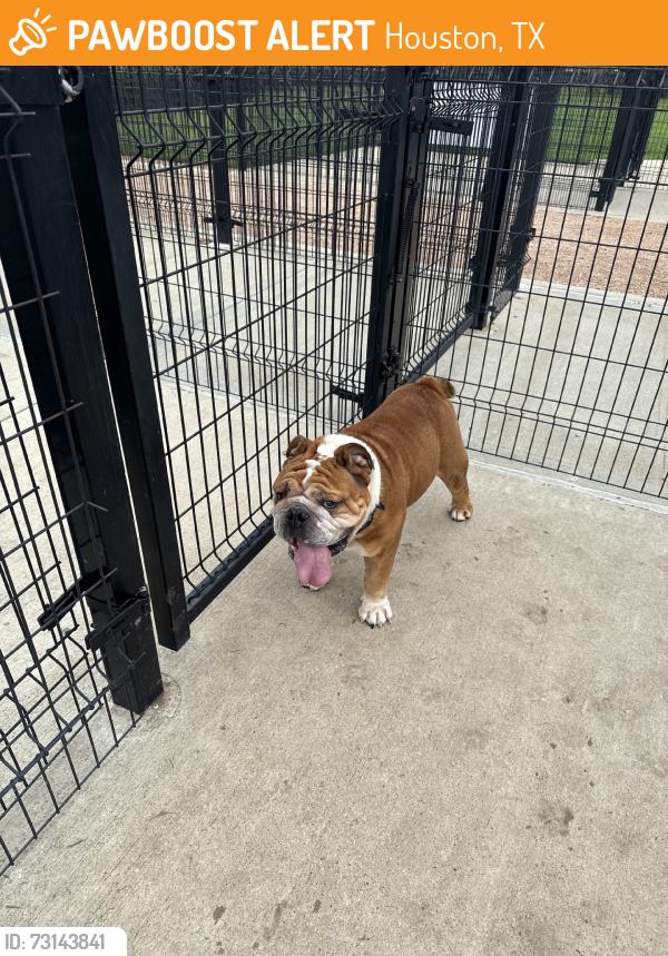 Found/Stray Male Dog last seen West greens rd, Houston, TX 77069