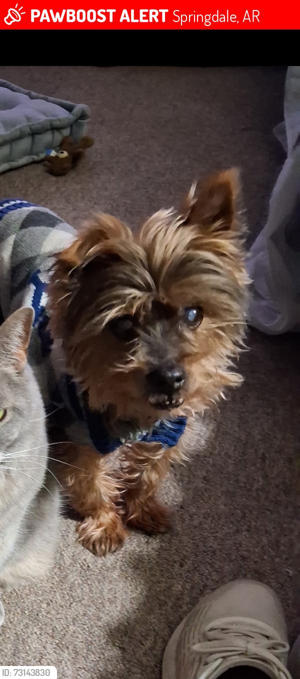 Lost Male Dog last seen Braxton and Wilson. Springdale At, Springdale, AR 72764
