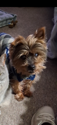 Lost Male Dog last seen Braxton and Wilson. Springdale At, Springdale, AR 72764