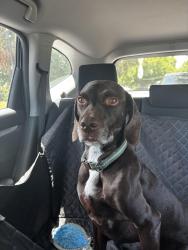 Reunited Male Dog last seen Drury Street, close to Super Target on W Hillsborough Ave, Tampa, FL 33635