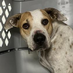 Shelter Stray Female Dog last seen , 4575 E Mesquite Ave, Palm Springs, CA 92264, USA