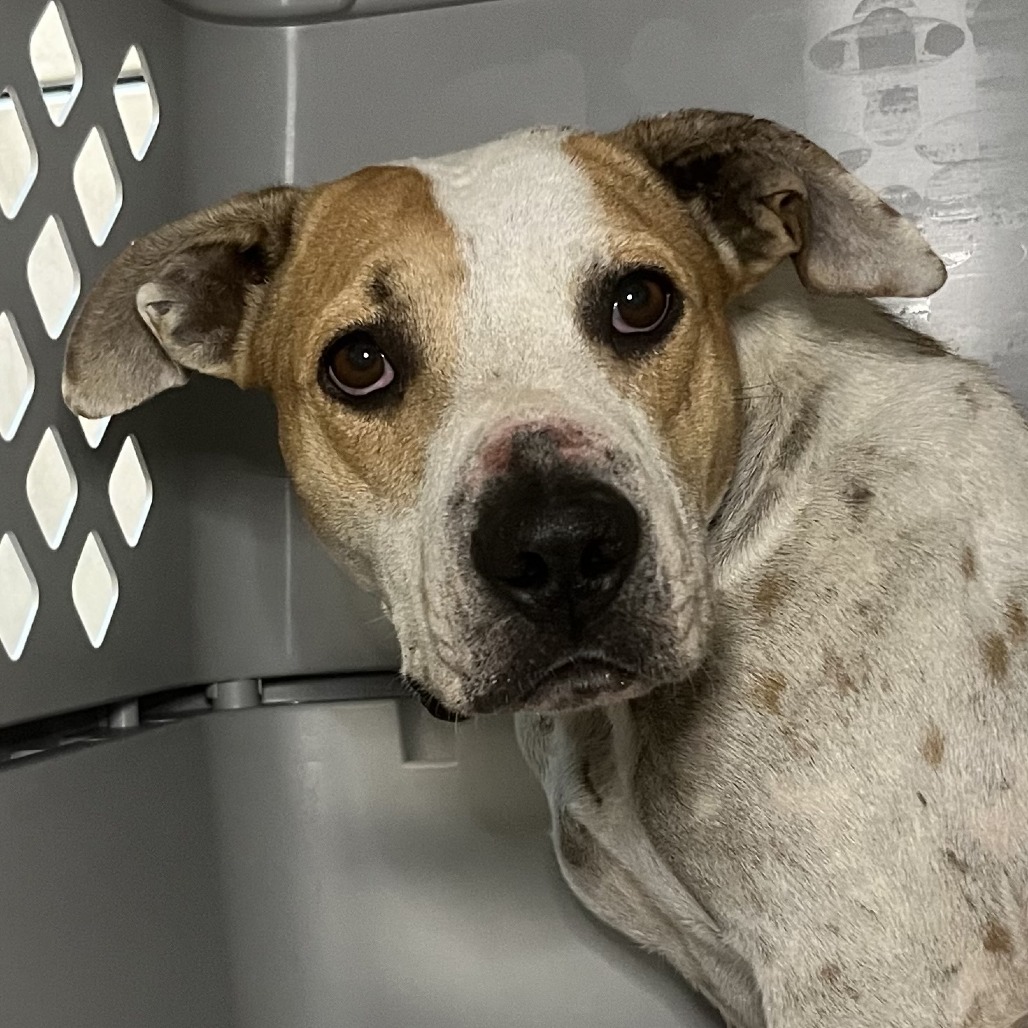 Shelter Stray Female Dog last seen , 4575 E Mesquite Ave, Palm Springs, CA 92264, USA