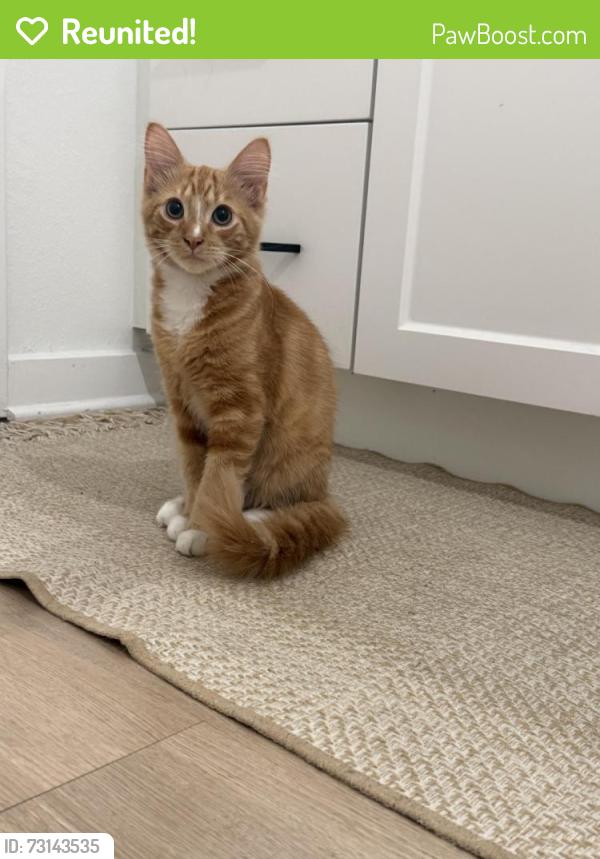 Reunited Unknown Cat last seen Marlowe Gateway, St. Petersburg, FL 33716