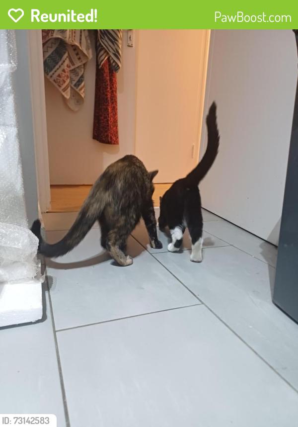 Reunited Female Cat last seen Wapping Health Centre, Greater London, England 