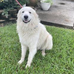 Shelter Stray Male Dog last seen , 3100 Deats Rd, Dickinson, TX 77539, USA