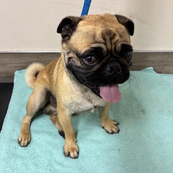 Shelter Stray Male Dog last seen , 361 S Raymond Ave, Pasadena, CA 91105, USA