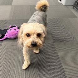 Shelter Stray Male Dog last seen , 21800 Central Ave, Matteson, IL 60443, USA