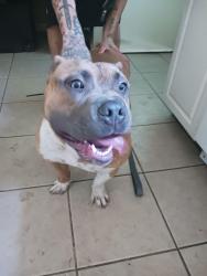 Found/Stray Male Dog last seen 37th street walmart, Topeka, KS 66611