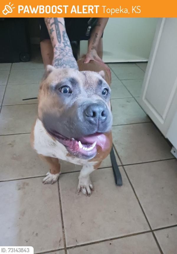 Found/Stray Male Dog last seen 37th street walmart, Topeka, KS 66611