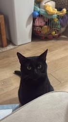 Reunited Male Cat last seen Tyler St, Riverside, CA 92505