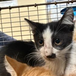 Shelter Stray Female Cat last seen , 361 S Raymond Ave, Pasadena, CA 91105, USA