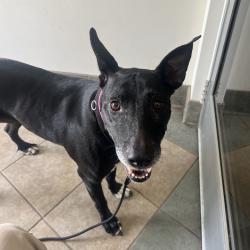 Shelter Stray Female Dog last seen , 4500 N Access Rd, Chattanooga, TN 37415, USA