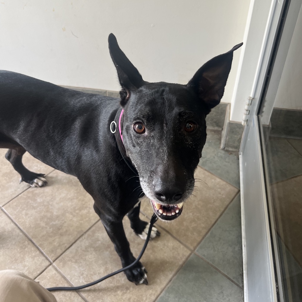 Shelter Stray Female Dog last seen , 4500 N Access Rd, Chattanooga, TN 37415, USA