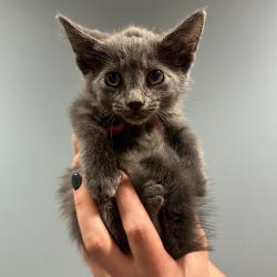 Shelter Stray Male Cat last seen , 4500 N Access Rd, Chattanooga, TN 37415, USA