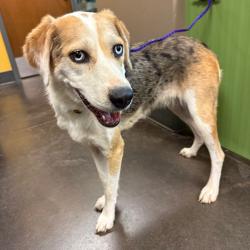 Shelter Stray Female Dog last seen , 3428 S Jenkins Ave, Norman, OK 73072, USA