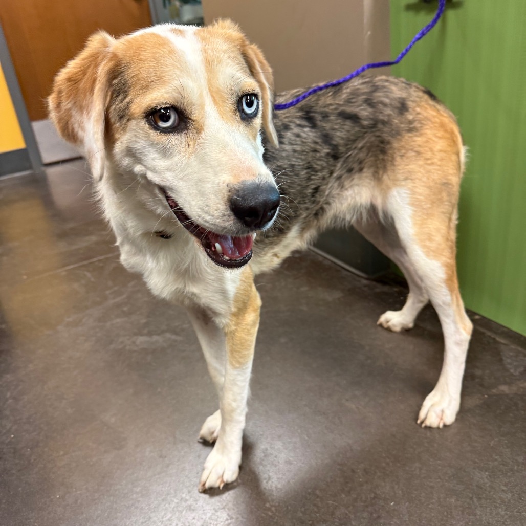 Shelter Stray Female Dog last seen , 3428 S Jenkins Ave, Norman, OK 73072, USA