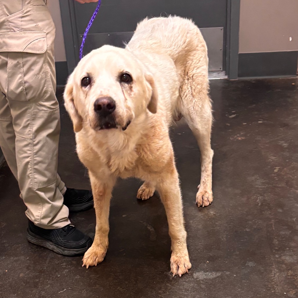 Shelter Stray Female Dog last seen , 3428 S Jenkins Ave, Norman, OK 73072, USA