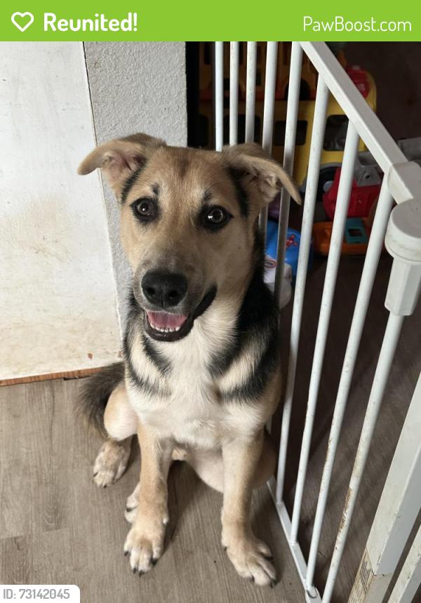 Reunited Female Dog last seen E rosemary st, Seguin, TX 78155