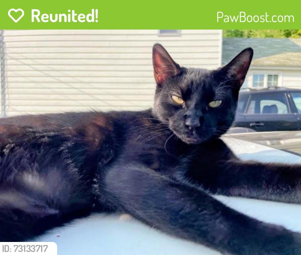 Reunited Female Cat last seen Ash st, Wayne st, Archbald, PA 18403