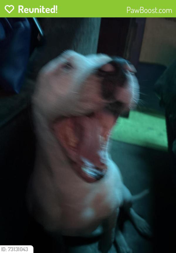 Reunited Female Dog last seen NE 10th Midwest Blvd, Midwest City, OK 73110