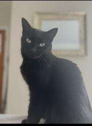 Lost Female Cat last seen Twelve Corners, Monroe Ave. Brighton, NY, Rochester, NY 14618
