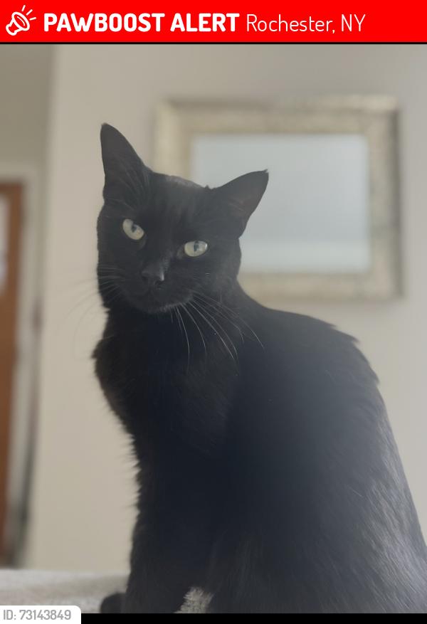 Lost Female Cat last seen Twelve Corners, Monroe Ave. Brighton, NY, Rochester, NY 14618