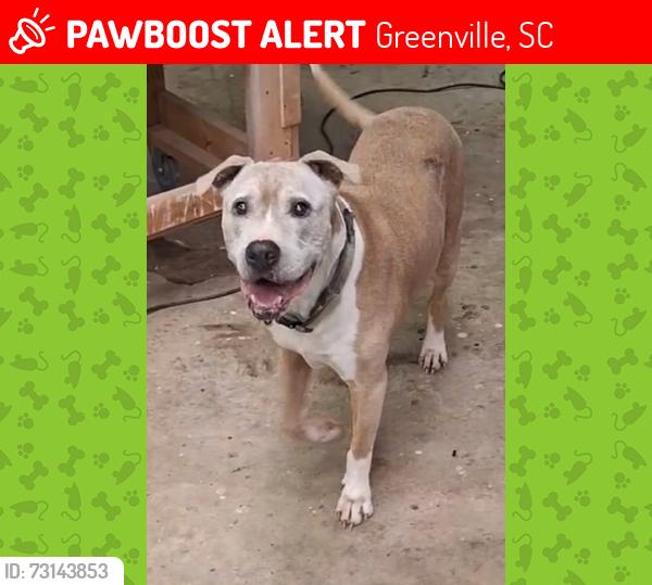 Lost Male Dog last seen Near pickett st, Greenville, SC 29609