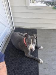 Found/Stray Female Dog last seen South 7th St and Mullen Tacoma WA 98405, Tacoma, WA 98405