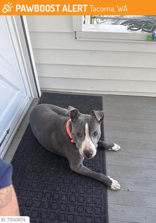 Found/Stray Female Dog last seen South 7th St and Mullen Tacoma WA 98405, Tacoma, WA 98405