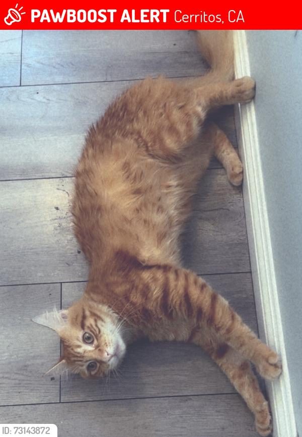Lost Male Cat last seen 166th and studebaker, Cerritos, CA 90703