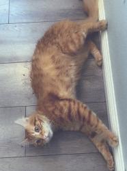 Lost Male Cat last seen 166th and studebaker, Cerritos, CA 90703