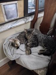 Reunited Female Cat last seen Westchester subdivision, Jacksonville, FL 32221