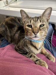 Reunited Male Cat last seen Venezio, Albany, NY 12203