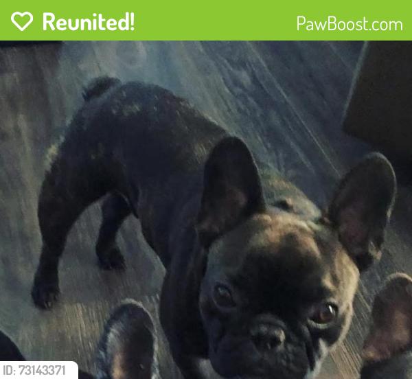 Reunited Male Dog last seen Deep creek, Chesapeake, VA 23320