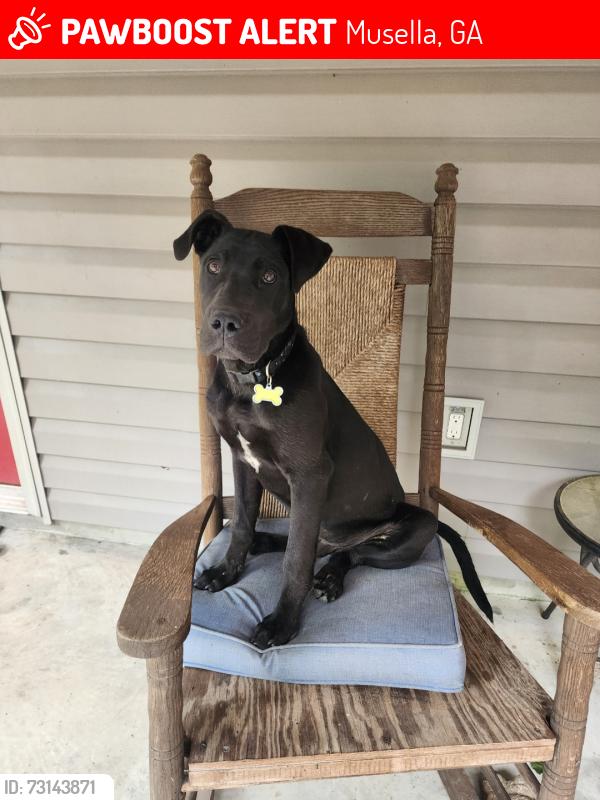 Lost Male Dog last seen Musella Rd and Hopewell Rd near Dickey Farms, Musella, GA 31066