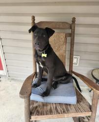 Lost Male Dog last seen Musella Rd and Hopewell Rd near Dickey Farms, Musella, GA 31066