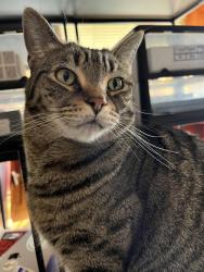 Lost Male Cat last seen Harlem and North Ave, Elmwood Park, IL 60707
