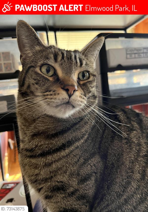 Lost Male Cat last seen Harlem and North Ave, Elmwood Park, IL 60707