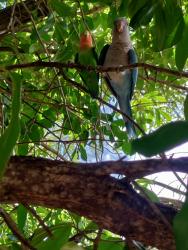 Found/Stray Unknown Bird last seen Shannon and thornydale, Tucson, AZ 85742