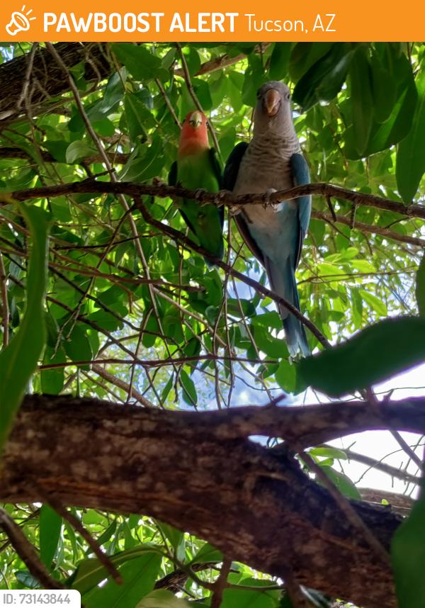 Found/Stray Unknown Bird last seen Shannon and thornydale, Tucson, AZ 85742