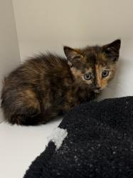 Shelter Stray Female Cat last seen Midwest City, 8485 E Reno Ave, Midwest City, OK 73110, USA