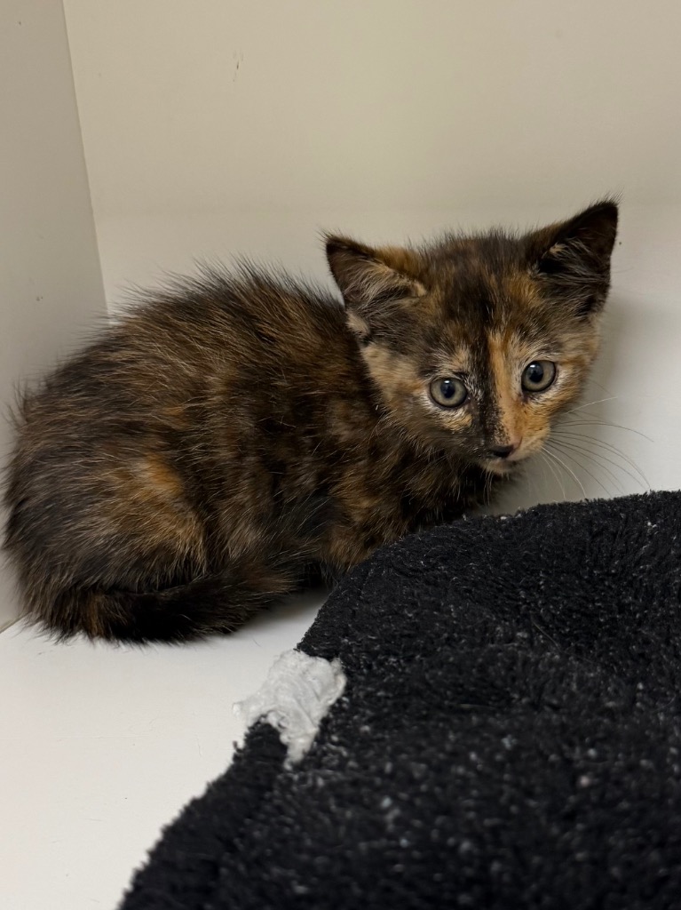 Shelter Stray Female Cat last seen Midwest City, 8485 E Reno Ave, Midwest City, OK 73110, USA